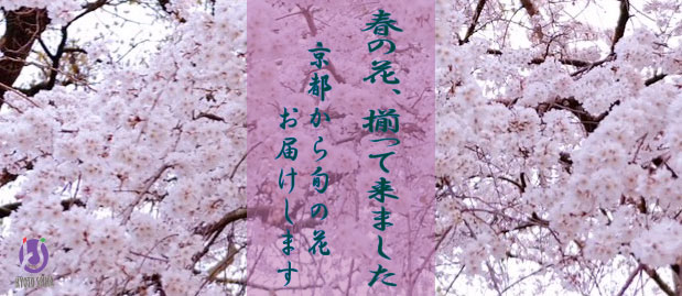 展示中 可愛いボタン桜?（京都生花株式会社）